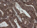 ROMO1 Antibody in Immunohistochemistry (Paraffin) (IHC (P))