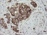 ROMO1 Antibody in Immunohistochemistry (Paraffin) (IHC (P))