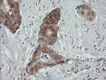 ROMO1 Antibody in Immunohistochemistry (Paraffin) (IHC (P))