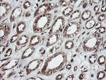 ROMO1 Antibody in Immunohistochemistry (Paraffin) (IHC (P))