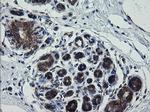 ROMO1 Antibody in Immunohistochemistry (Paraffin) (IHC (P))