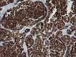 ROMO1 Antibody in Immunohistochemistry (Paraffin) (IHC (P))