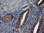 ROMO1 Antibody in Immunohistochemistry (Paraffin) (IHC (P))