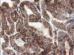 ROMO1 Antibody in Immunohistochemistry (Paraffin) (IHC (P))