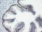 ROMO1 Antibody in Immunohistochemistry (Paraffin) (IHC (P))