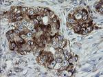 ROMO1 Antibody in Immunohistochemistry (Paraffin) (IHC (P))