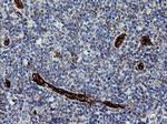 ROMO1 Antibody in Immunohistochemistry (Paraffin) (IHC (P))