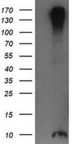 ROMO1 Antibody in Western Blot (WB)