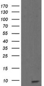 ROMO1 Antibody in Western Blot (WB)