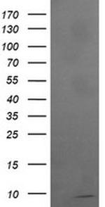 ROMO1 Antibody in Western Blot (WB)