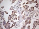 RORB Antibody in Immunohistochemistry (Paraffin) (IHC (P))