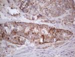 RORB Antibody in Immunohistochemistry (Paraffin) (IHC (P))