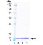 Human Cyclophilin A Protein in SDS-PAGE (SDS-PAGE)