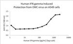 Human IFN-gamma Protein