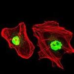 RPA70 Antibody in Immunocytochemistry (ICC/IF)