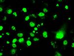 RPA2 Antibody in Immunocytochemistry (ICC/IF)