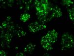 RPA2 Antibody in Immunocytochemistry (ICC/IF)