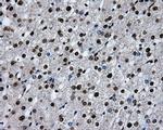 RPA2 Antibody in Immunohistochemistry (Paraffin) (IHC (P))