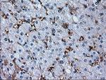 RPA2 Antibody in Immunohistochemistry (Paraffin) (IHC (P))