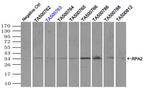 RPA2 Antibody in Immunoprecipitation (IP)