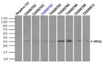 RPA2 Antibody in Immunoprecipitation (IP)