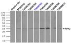 RPA2 Antibody in Immunoprecipitation (IP)