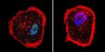 RPA2 Antibody in Immunocytochemistry (ICC/IF)