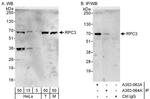 RPC3 Antibody in Western Blot (WB)