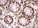 RPL10 Antibody in Immunohistochemistry (Paraffin) (IHC (P))