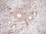 RPL10 Antibody in Immunohistochemistry (Paraffin) (IHC (P))