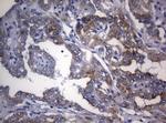 RPL10 Antibody in Immunohistochemistry (Paraffin) (IHC (P))