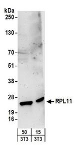 RPL11 Antibody in Western Blot (WB)