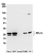 RPL14/Ribosomal Protein L14 Antibody in Western Blot (WB)