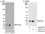 RPL26 Antibody in Western Blot (WB)