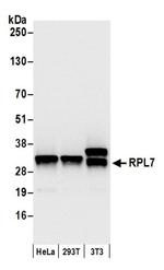 RPL7 Antibody in Western Blot (WB)