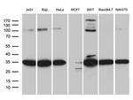 RPL7A Antibody in Western Blot (WB)