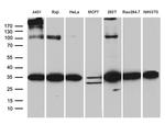 RPL7A Antibody in Western Blot (WB)