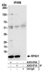 RPS21/Ribosomal Protein S21 Antibody in Western Blot (WB)