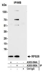 RPS28/Ribosomal Protein S28 Antibody in Western Blot (WB)