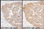 RPS3 Antibody in Immunohistochemistry (IHC)