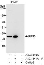 RPS3 Antibody in Western Blot (WB)