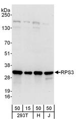 RPS3 Antibody in Western Blot (WB)