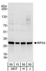 RPS3 Antibody in Western Blot (WB)