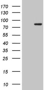 RPS6KA2 Antibody in Western Blot (WB)