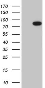 RPS6KA2 Antibody in Western Blot (WB)