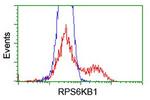 RPS6KB1 Antibody in Flow Cytometry (Flow)