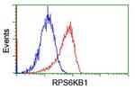 RPS6KB1 Antibody in Flow Cytometry (Flow)