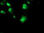 RPS6KB1 Antibody in Immunocytochemistry (ICC/IF)