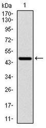 p70 S6 Kinase Antibody in Western Blot (WB)