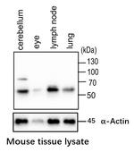 RRAGC Antibody in Western Blot (WB)